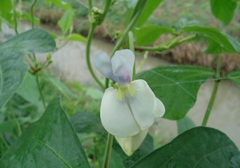 Yard-long bean flower, yard-long bean flower will bloom Thrust out into the corner of the bouquet. Each bouquet has 1-6 flowers. The flowers are perfect. Diameter 1-3 cm.