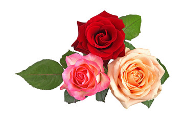 Roses de différentes couleurs