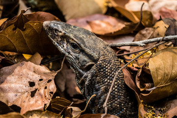 Beautiful but dangerous creature of nature - The Monitor Lizard at Jim corbett national park