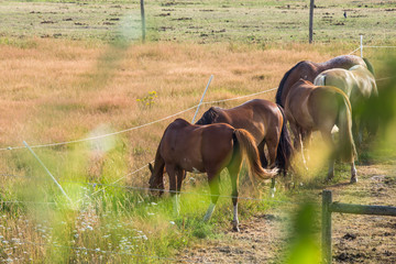 Horses are eating grass in the meadow on day noon light.