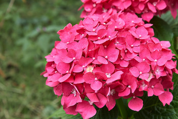 Close-up of a spherical inflorescence of red hydrangea in the garden in the warm summer. Decorative bush plants reach very large sizes, bloom from spring to late autumn. Macro.