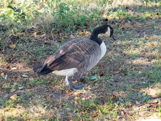 one Canada goose walking in the fall