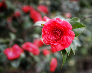 red roses in the garden