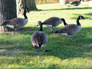 canada geese walking in the park in the fall
