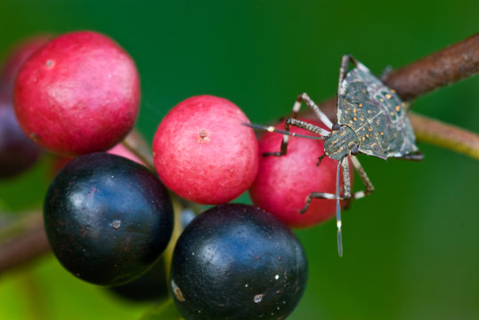 Stinkbug (brown marmorated) feeding on berry of the Indian currant (Rhamnus carolinianus)As a typical true bug, this stinkbug feeds by inserting its proboscis into the fruit.