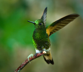 Fototapeta na wymiar Buff-tailed coronet hummingbird (Boissonneaua flavescens) displaying with wings raised at the Bellavista Preserve near Mindo, Ecuador. Momentary display is made each time the bird lands.