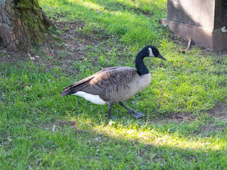 one Canada goose looking for food in the fall
