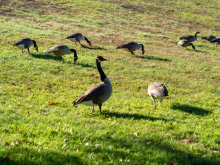 canada geese grazing in the fall
