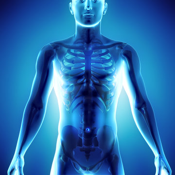 3d medical illustration of human body showing skeletal system in x-ray