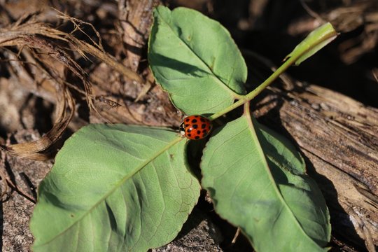 Coccinelle