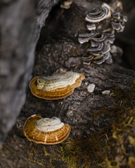mushrooms in forest