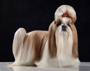 Precioso perro pura raza Shih Tzu con un peinado extravagante y gracioso 