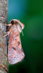 Burrowing webworm moth (Acrolophus sp.) resting on branch during the day.
