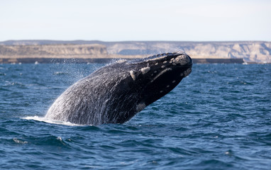 Southern Right Whale jumping off the coast of Peninsula Valdes. Puerto Madryn, Argentina.