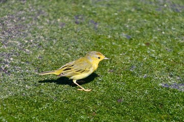 Galapagos Warbler