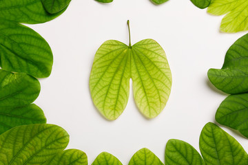 Dussehra greeting card using apta / Bauhinia racemosa