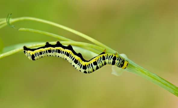 Canadian owlet moth larva (Calyptra canadensis) feeding on early meadow-rue (Thalictrum dioicum)--the only host plant for this species
