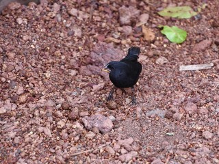 Galapagos birds - Galapagos Finch