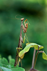 Male Carolina mantid (Stagmomantis carolina) grooming one of its antennae by running it through its mouthparts. 