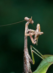 Male Carolina mantid (Stagmomantis carolina) grooming front leg by running it through its mouthparts. 