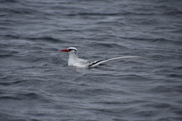 Galapagos Birds - Trop Bird