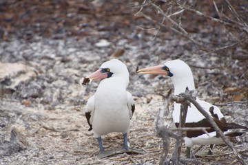 Galapagos Birds - Galapagos Nazca Booby Sharing Items
