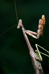 Male Carolina mantid (Stagmomantis carolina) in position for capturing prey with its large front legs. 