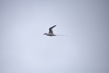 Galapagos Birds -Galapagos Tropoc Bird