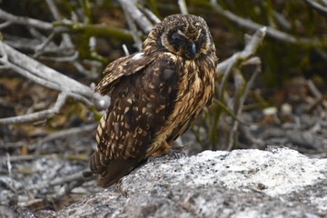 Galapagos Birds -Galapagos Owl