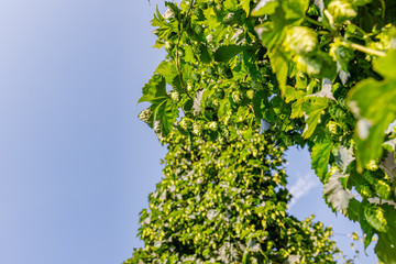 Hopplants growing in Hallertau, Holledau, Bavaria