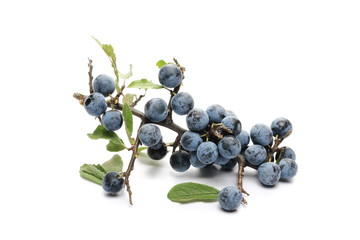 Fresh blackthorn berries with twig, prunus spinosa isolated on white background