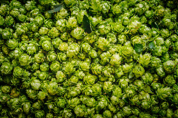 Green fresh hop cones for making beer,  close up