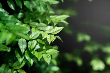Fototapeta na wymiar Green leaf with blurry background