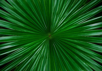 Fototapeta na wymiar palm leaf with blurry background