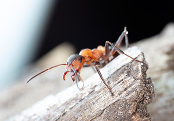 big red forest ant in natural habitat