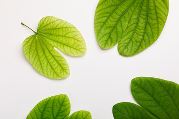 Dussehra greeting card using apta / Bauhinia racemosa