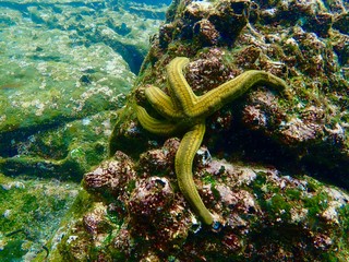 Galapagos Snorkeling - Galapagos Green Sea Star