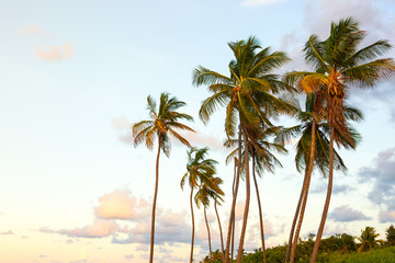 Plakat Palm Trees at Sunset