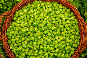 Green fresh hop cones for making beer,  close up