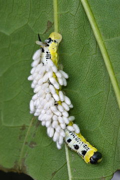 Caterpillar (larva) of catalpa sphinx moth (Ceratomia catalpae) on leaf of catalpa tree (Catalpa scopoli) and covered with the coccoons of a Braconid parasitic wasp (Apanteles congregatus).