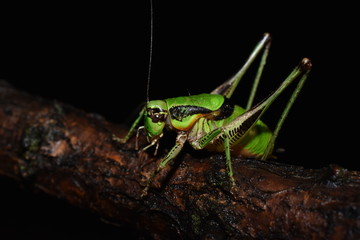 Grasshopper in the Nigt