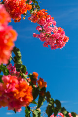 Bougainvillea in La Palma, Spain