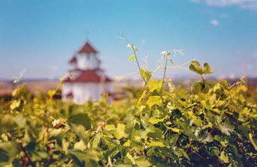 Vineyard with an Eastern Orthodox Church in blurred background