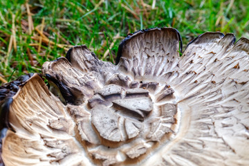 Detail Mushroom of intense color, Macrolepiota procera.