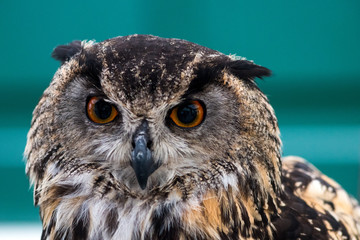 Portrait of Eurasian Eagle Owl (Bubo bubo) showing face and eyes wide opened