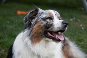 Ouka berger australien 2019 (1)