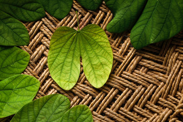 Dussehra greeting card using apta / Bauhinia racemosa
