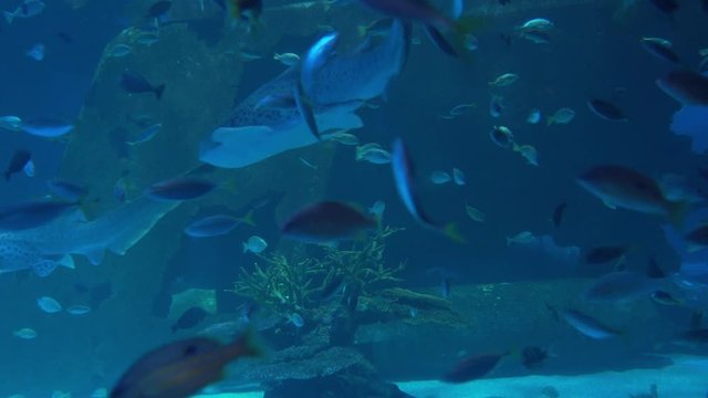A variety of fishes swimming around coral reef in the sea.