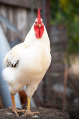 Cock on a stump looking forward