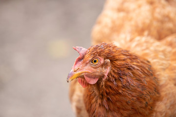 brown hen looking forward with one eye